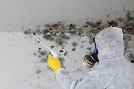 Professional Mold Prevention & Removal  in Clifton Gardens, NY